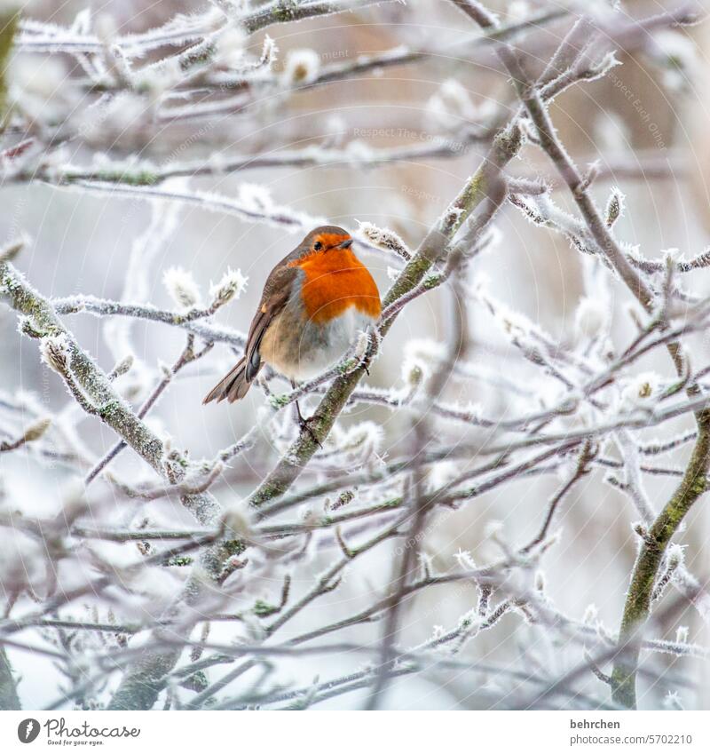 fluffy Animal Colour photo birds Exterior shot Nature Animal portrait Winter Seasons pretty Songbirds Wild animal Love of animals Garden Ornithology Cute Bird