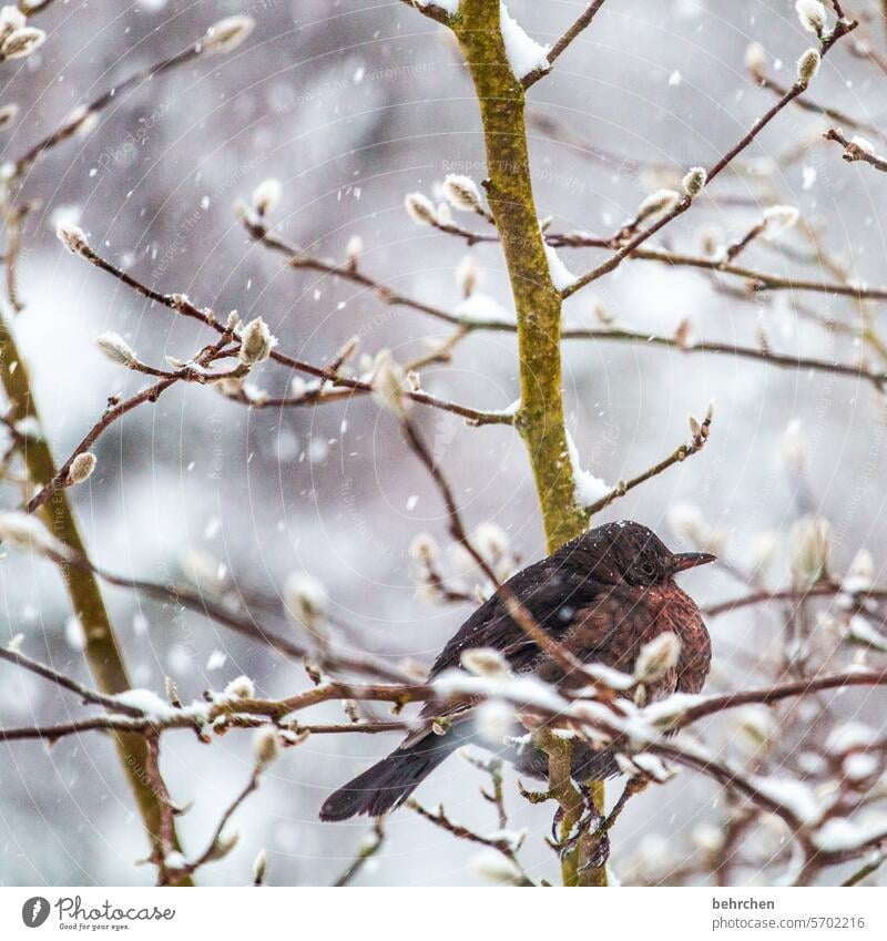 shiver feathers Colour photo Cute Bird birds Winter Snow Love of animals Nature Grand piano Exterior shot Wild animal Garden Cold Seasons Gorgeous