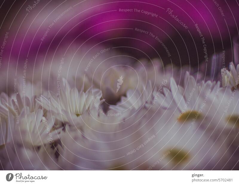 Splendor of flowers with a pink touch blossoms Margarites breath breathed on White Pink Blossom Plant Nature Blossoming naturally pretty Flower Summer Close-up