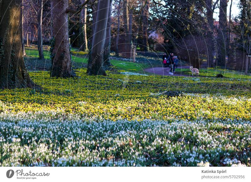 Park full of spring flowers spring bloomers Spring fever Spring Flowering Blossom Nature Close-up Garden Spring flower Blossoming Plant blossom Delicate Detail