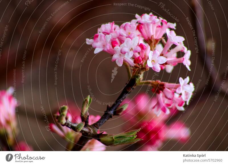 Snowball in bloom spring bloomers Spring fever Spring Flowering Blossom Nature Close-up Garden muskweed plant Spring flower Blossoming Plant blossom Delicate