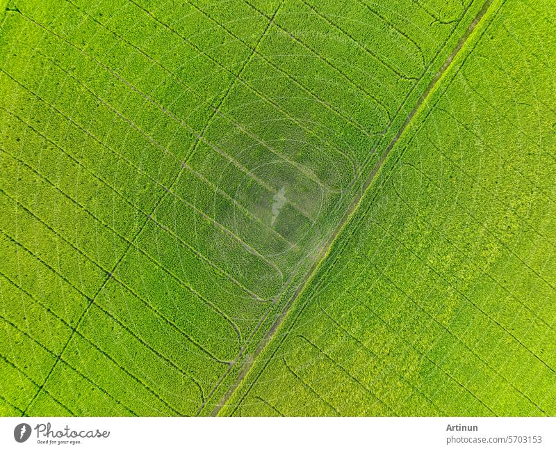 Sustainable agriculture. Aerial view of green rice farm. Beauty nature landscape. Sustainable rice farming. Green paddy field. Rice plantation. Eco-friendly agriculture and environmental conservation.