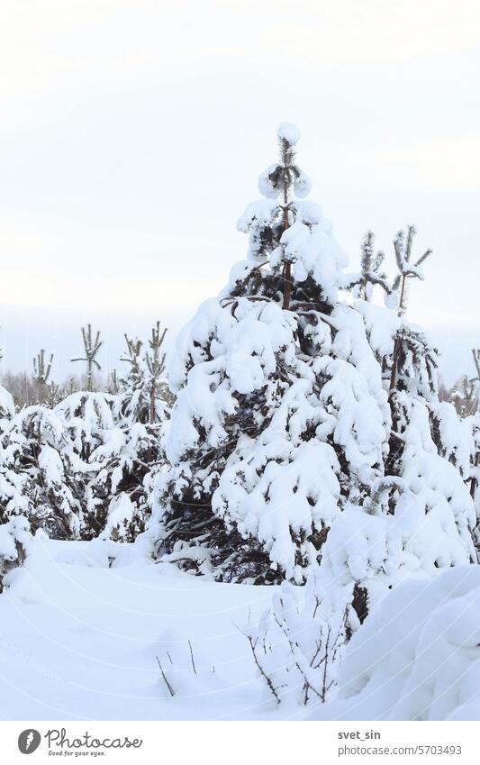 Young pine forest covered with snow winter tree cold landscape nature trees sky mountain white frost snowy ice christmas fir frozen blue wood season spruce ski