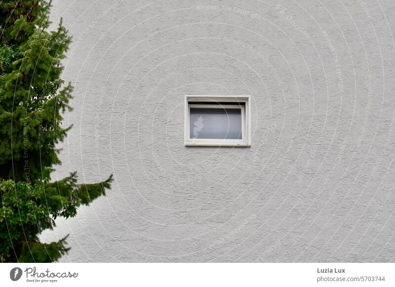 Facade with tilted window, green needles on the left Coniferous trees coniferous wood twigs Green Window Tilted window Twigs and branches Growth Sparse urban