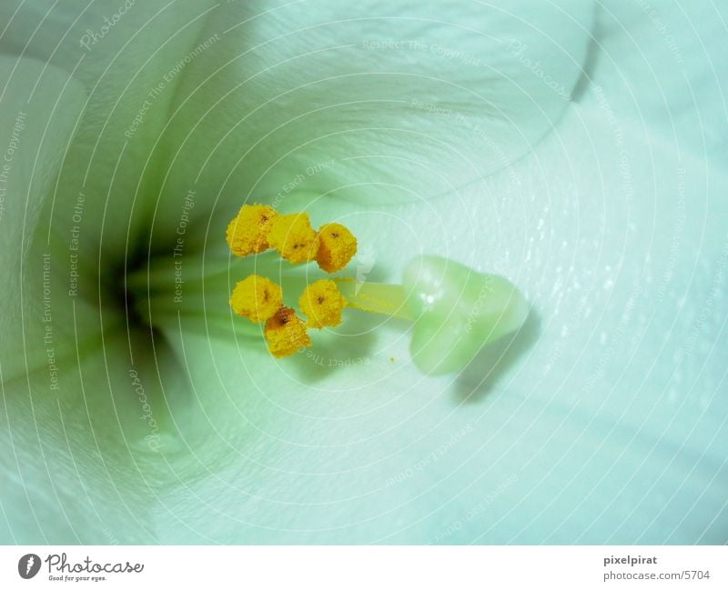 Lily - Close Up Flower Blossom Blossom leave Close-up Interior shot White Pure Fragile Deserted Landscape format Graffiti Colour