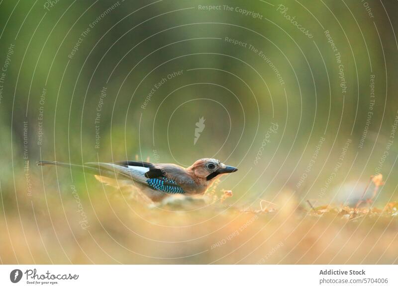 Juvenile Eurasian jay foraging on the ground eurasian jay juvenile garrulus glandarius mito bird plumage nature wildlife grass leaves avian feathers blue brown