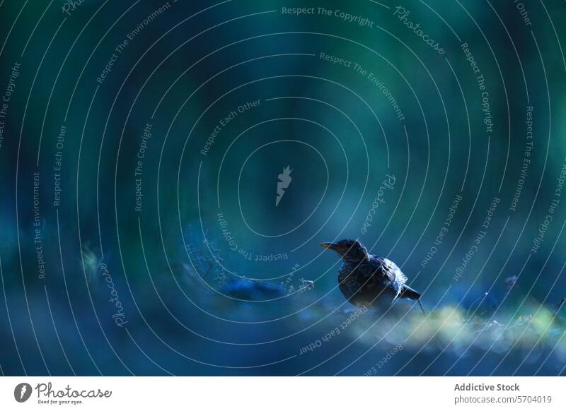Silhouetted bird in twilight forest ambiance common blackbird mito turdus merula silhouette perched elegant mystical nature wildlife dusk serene quiet peaceful