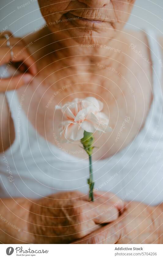 Elderly Woman Holding Delicate Flower elderly woman flower hand close-up delicate fragility time senior aged white bloom petal stem human skin wrinkle care