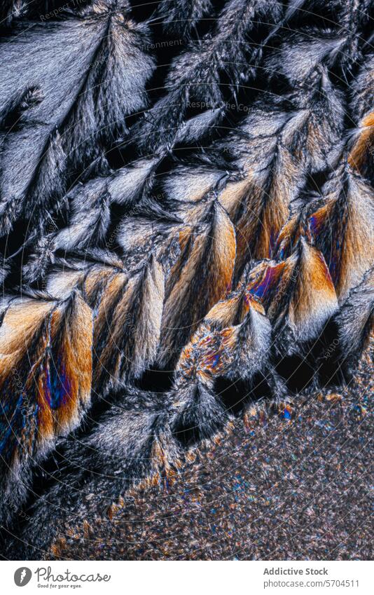 Close-up texture of multicolored butterfly wings macro photography close-up pattern vibrant intricate beauty natural insect delicate detail design animal nature