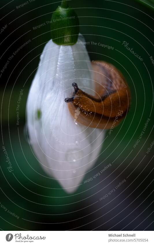 Small snail on a snowdrop Crumpet Snowdrop Spring Blossom Flower Plant Nature Green White Blossoming Spring fever Shallow depth of field Spring flowering plant