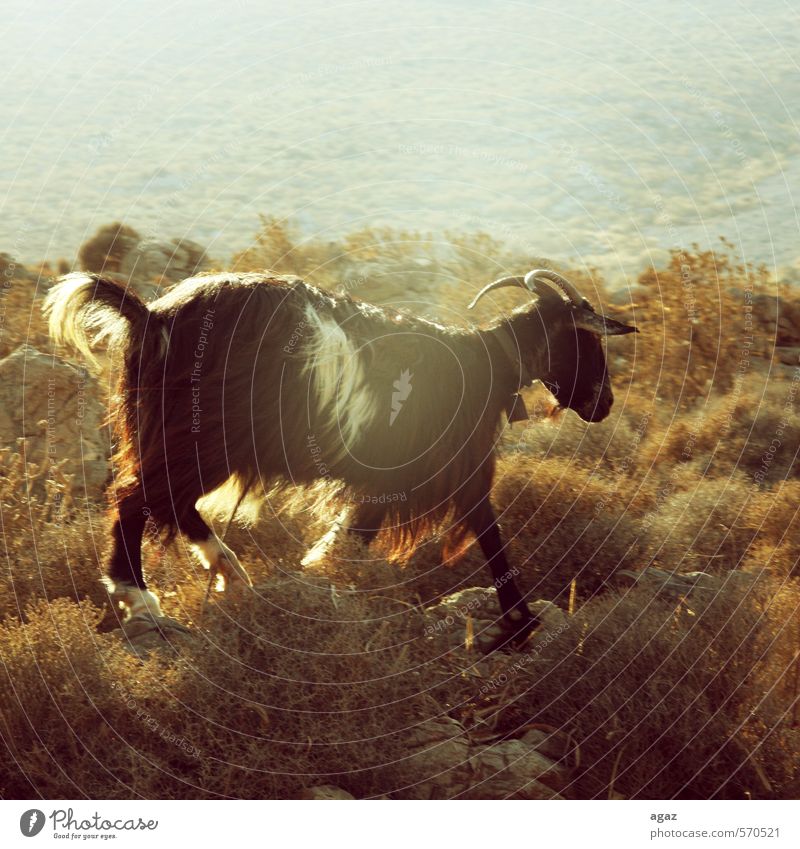 mountain goat Animal Farm animal "Goat Mountain goat," 1 Free Brown Yellow Gray Orange White Adventure Environment Landscape "Sunlight," "run," Colour photo