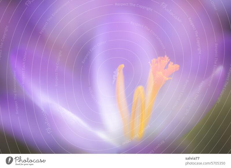 purple crocus flower soft and delicate crocus blossom Violet Flower Blossom Spring flowering plant Macro (Extreme close-up) Delicate Soft blurriness Nature