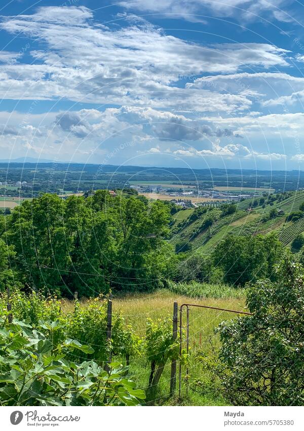 Summer in the vineyards of Lendava in Slovenia Vineyard Vine plant Landscape Landscape panorama Nature garden design Sunlight Exterior shot Colour photo