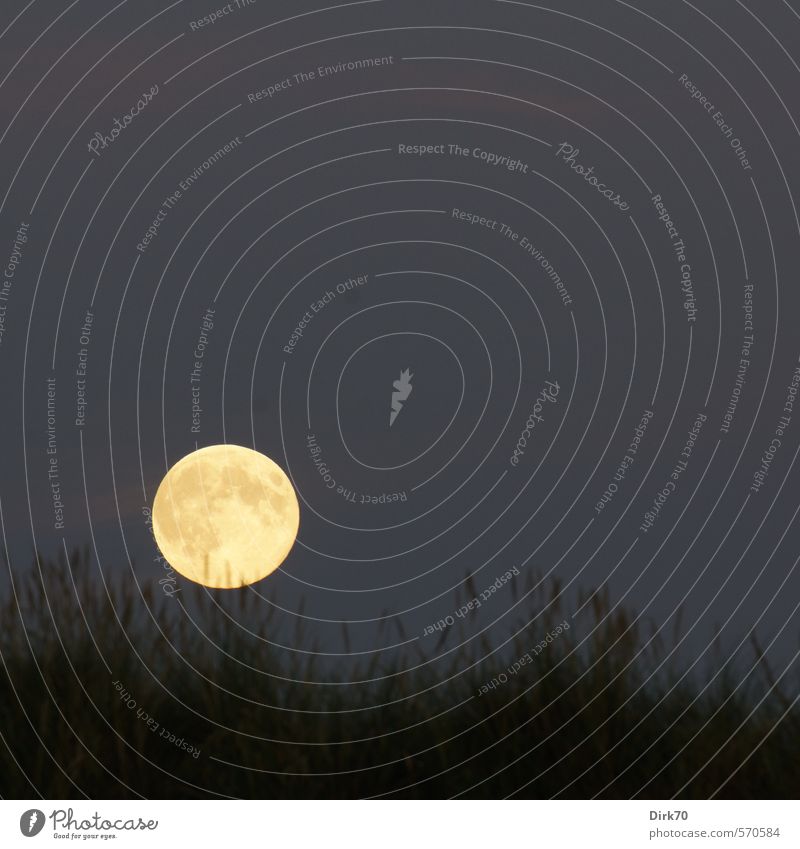 Full moon over the dunes Sky Cloudless sky Night sky Moon Full  moon Summer Beautiful weather Plant Grass Marram grass Coast Denmark Northern Europe Sphere