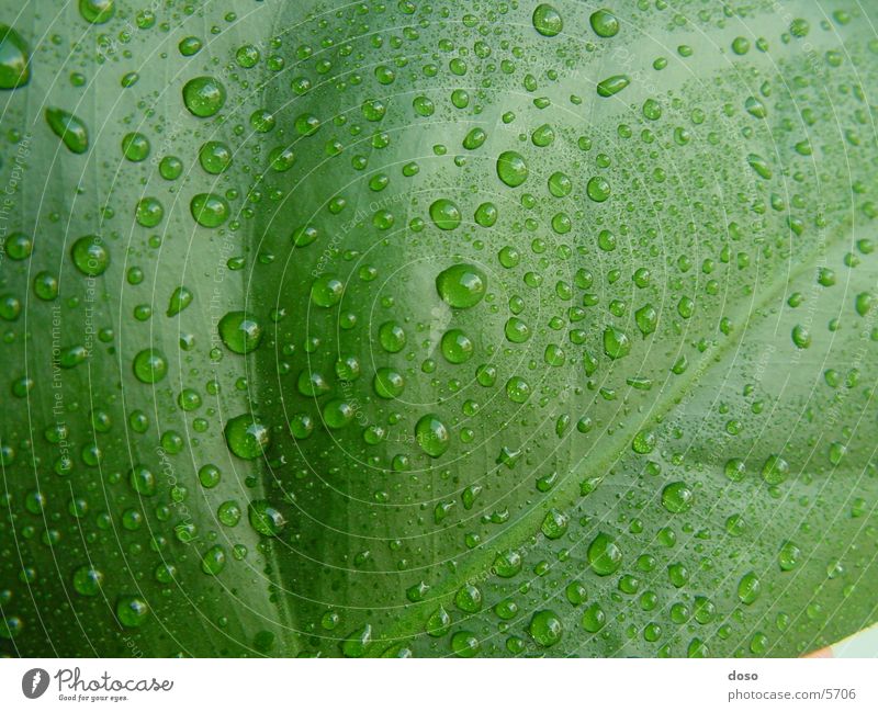 leaf Leaf Green Drops of water Rain