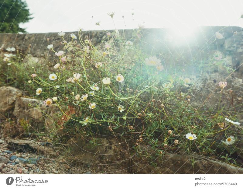 Everything for the Spanish goose Spanish daisy Plant Nature Wallflowers Blossom Flower Close-up Back-light Sunlight Illuminate Brilliant Copy Space Daisy