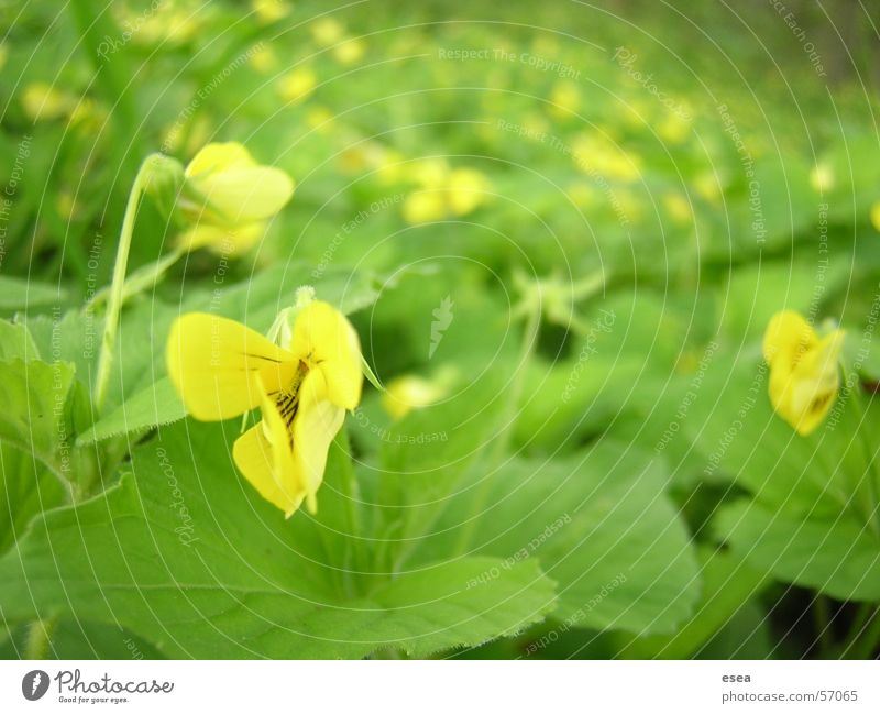 Bloom Plant Yellow Gold plan plantlife riverside flowers meadow field happiness tranquility calming sunshine outdoor shooting forest