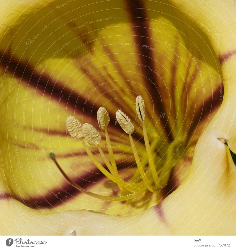 Summer insights Flower Yellow Plant Macro (Extreme close-up) Detail