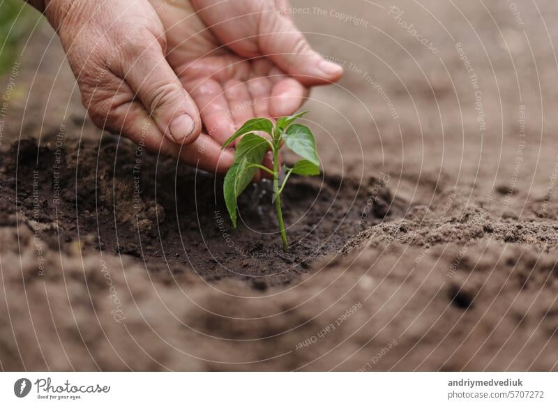 Agriculture. Senior farmer's hands with water are watering green sprout of peper. Young green seedling in soil. Water drops, new life of young sprout. Spring gardening. Sprouted seed in fertile soil