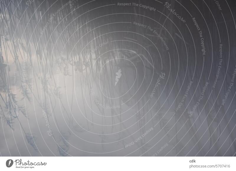 Mist lies over the water surface of the biotope, reflecting the reed grass. Water Habitat reflection pond Pond ponds Nature Reflection Idyll Lake tranquillity