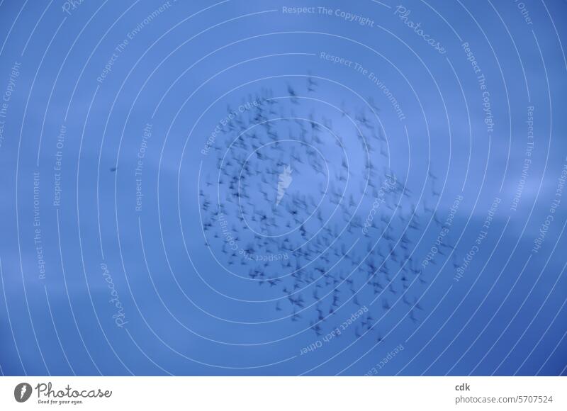 Early spring: a large flock of starlings flies over the biotope at dusk. animals birds Stare Flock Flock of starlings Flock of birds Environment