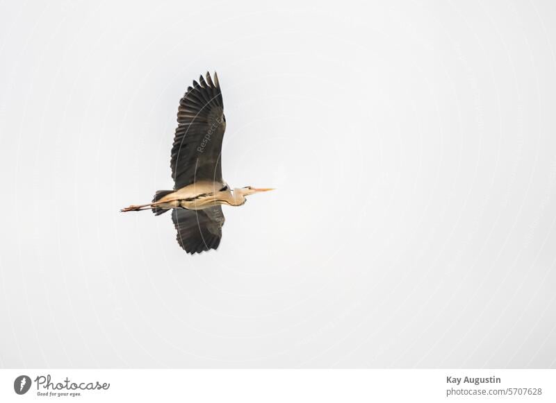 Gray heron in flight Grey heron Ardea cinerea Grey heron in flight Pelecaniformes flight picture Heron herons birds Aves bird sanctuary Wingspan bird world