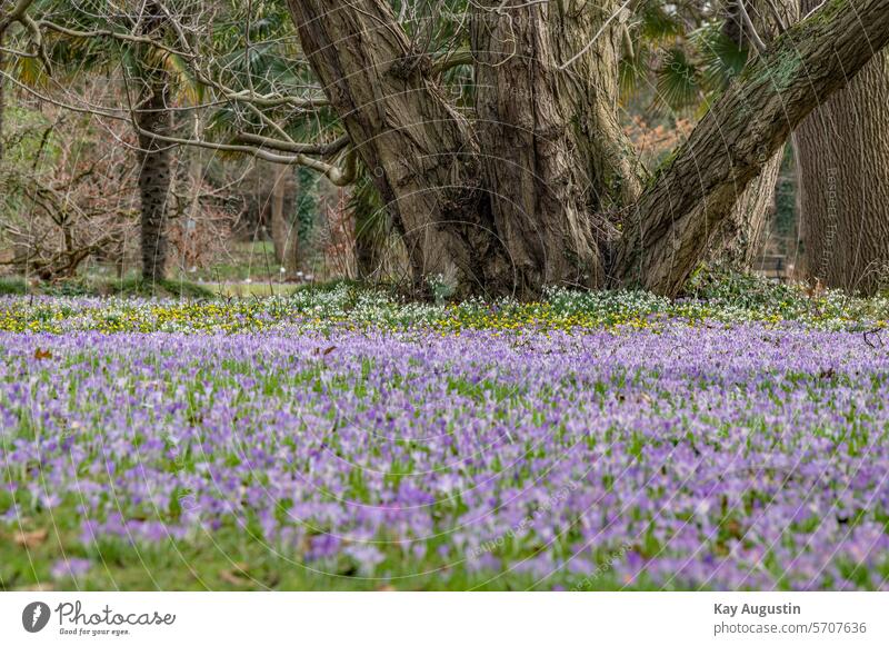 SPRING MESSENGERS Cologne flora Botany daffodil narcissus Amaryllidoideae yellow blossom inflorescence asparagus-like Easter flower plants Amaryllis Crocus