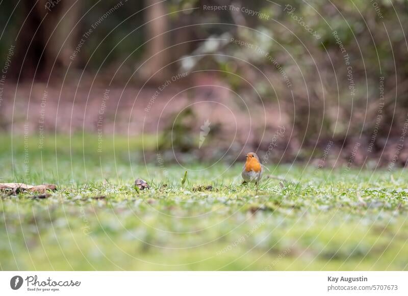 robin Bird small bird European robin in the lawn wildlife Bird Photography bird world animal kingdom plumage Beak Orange Songbirds Passeri Passerine bird