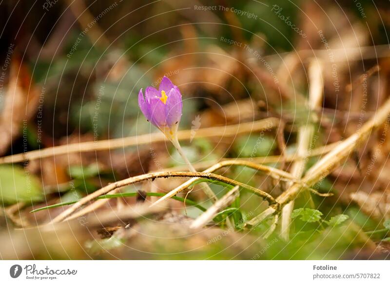 A solitary crocus heralds the arrival of spring. Crocus Spring Flower Blossom Violet Plant Blossoming Close-up Spring fever Spring flowering plant Colour photo