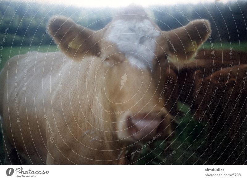 dreamy moo Cow Alpine pasture Soft focus lens species-appropriate animal husbandry angus beef