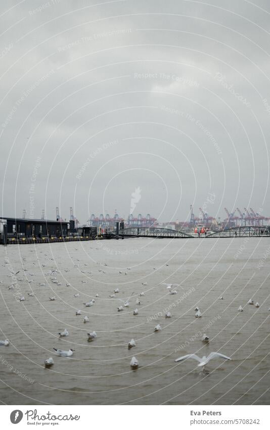 Seagulls on the Elbe during a storm surge at the fish market in Hamburg harbor Port of Hamburg Gull birds seagulls Harbour Bird Exterior shot Colour photo Sky