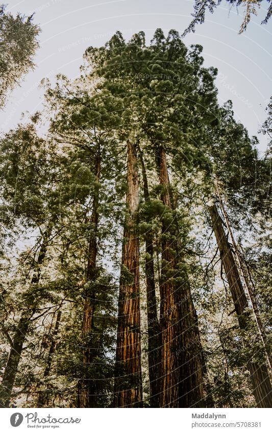 Scenic Image of trees in the redwood forest Forest Redwood Tree Nature Growth Exterior shot Colour photo Tall Landscape Environment Vacation & Travel Green