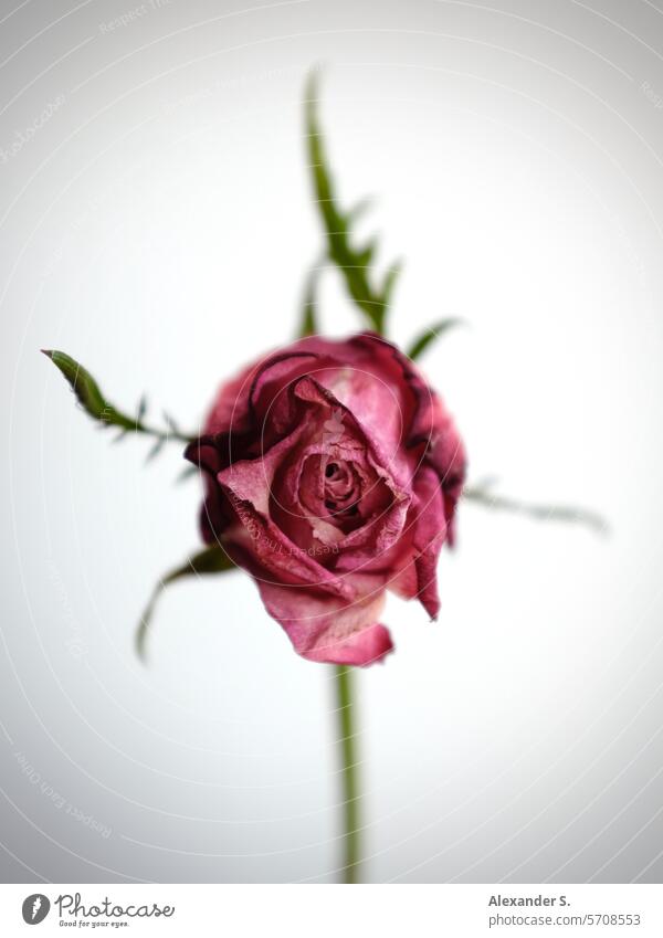 Withering rose blossom in front of a white wall pink Rose blossom Flower Blossom Close-up Blossom leave Rose leaves withered rose wilted flower Transience