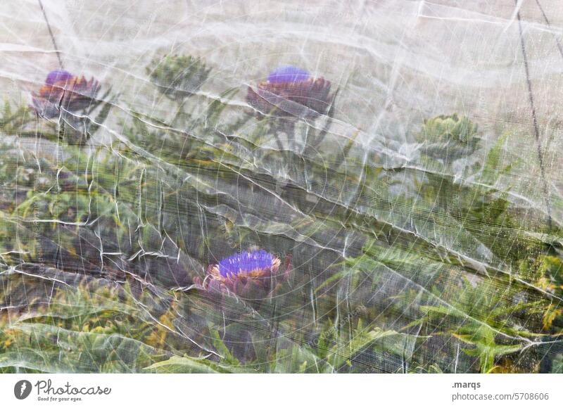 Artichokes in the net inflorescence Healthy bud Violet Green Edible Flowering vegetables Food food products wax crop Plant Agriculture Nutrition Nature