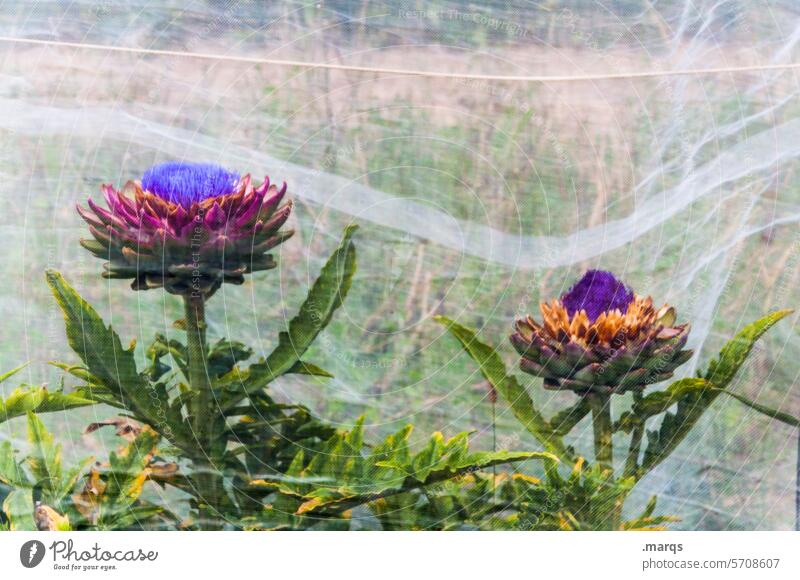 artichokes bud Violet Green Edible Flowering vegetables Food food products wax crop Plant inflorescence Artichoke Net Vegetarian diet Agricultural crop Diet