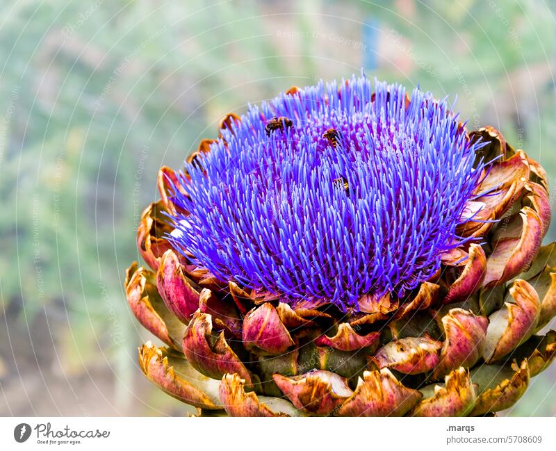 artichoke inflorescence Healthy Artichoke bud Violet Green Edible Flowering vegetables Food food products wax crop Plant Nutrition Nature vegetarian Vegetable