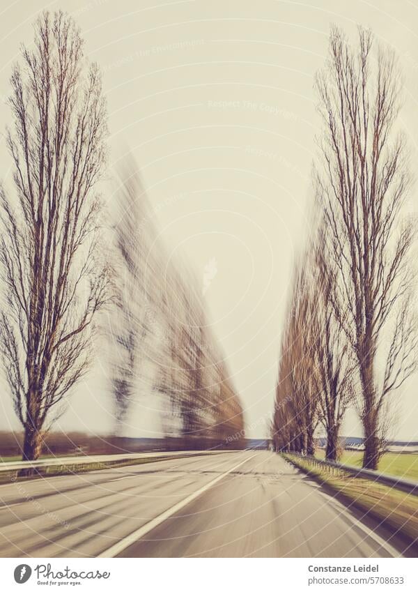 Winter tree avenue in motion blur Tree trees Avenue off Zoom in/out Street Nature Landscape Exterior shot blurriness Brown bare trees winter Deserted