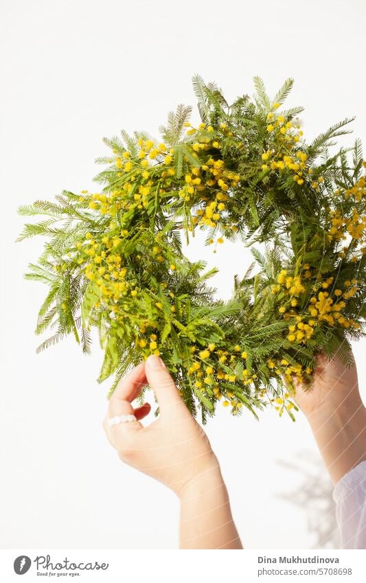 female hands holding beautiful wreath with yellow mimosa spring flowers. Fresh elegant home decor. Florist work. salon vase florist floristry eucalyptus leaves