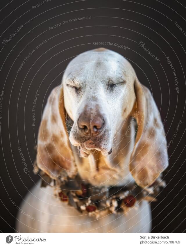 I can't see anything :) Porcelaine dog pinches her eyes shut Dog Chien comte de franche breed of dog portrait Close-up Pet Colour photo Animal portrait Hound