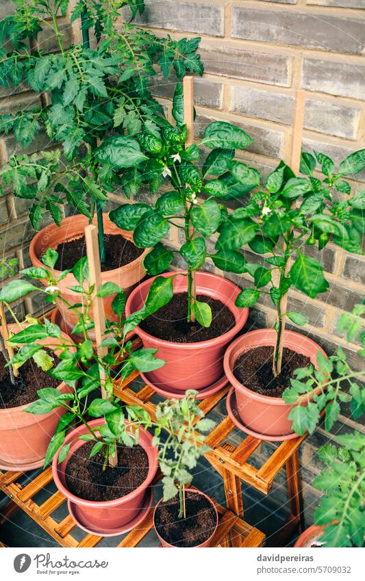 Vegetable garden on balcony corner of apartment with plants growing on ceramic pots urban vegetable terrace growth organic ecological sustainable botanical