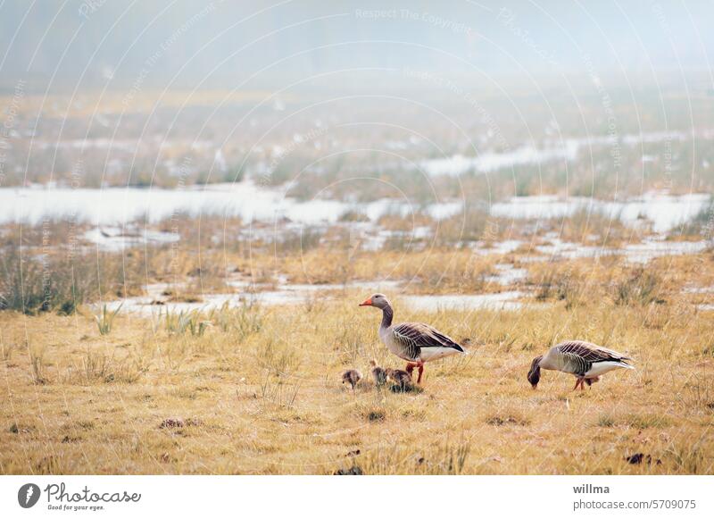 Sunday outing for the Gans family in the wet meadows Gray lag goose geese Goose family Gosling Wetlands Meadow Bog Poultry wild geese Wild goose waterfowls