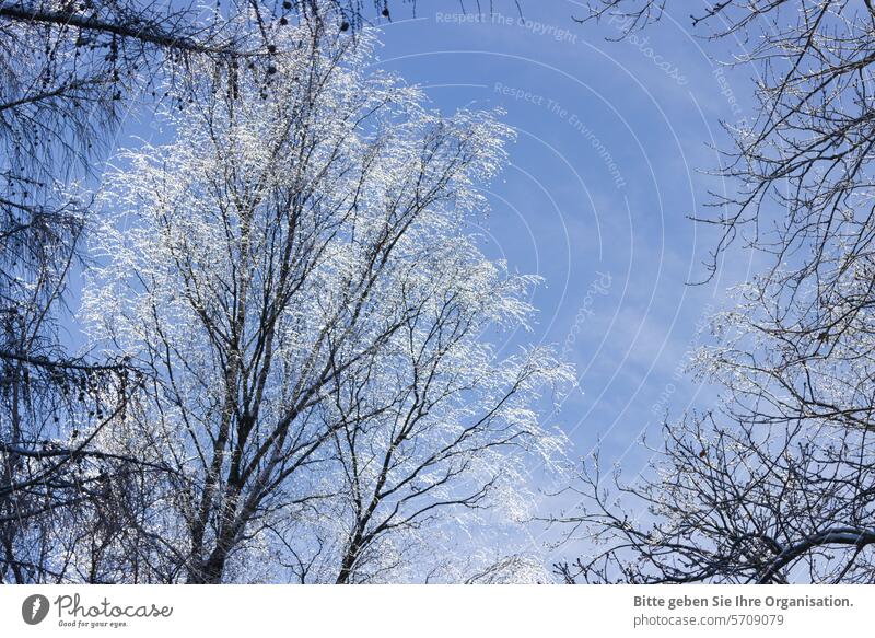 Birch covered in ice against a blue sky in the forest. Winter Birch tree Ice Blue sky Frost Tree Forest Nature Cold Sky Landscape Clouds Beautiful weather