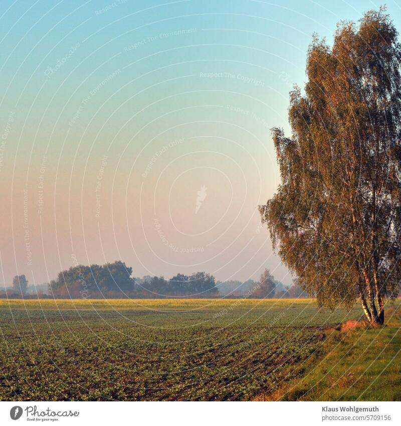 early morning, summer morning. A lonely birch tree in beautiful morning light at the edge of a field Summer morning Margin of a field Feldrain Beet field steamy