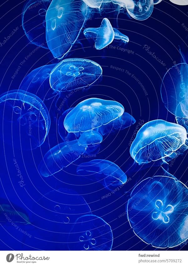 Jellyfish, Medusae jellyfish pool jellyfish blue jellyfish seascape Ocean underwater Aquarium Blue Underwater photo Water Animal portrait Abstract Harmonious