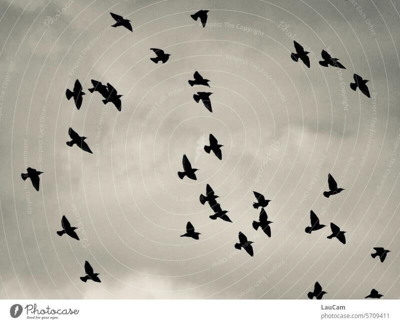 On a pitch-black day birds raben crow Dark somber Black raven black Sky Clouds cloudy Silhouette Crow Black & white photo Raven birds Flying Flock of birds