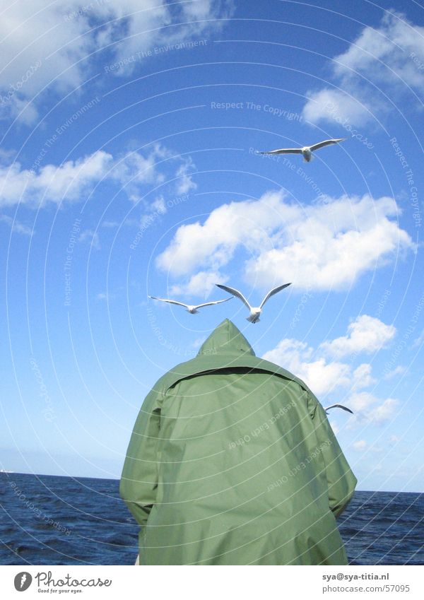 Man fishing seen from back with seagulls Clouds Seagull Ocean Sky man one from behind Fishing (Angle) birds. sea Black-headed gull