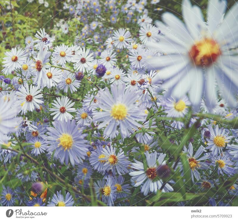 autumn asters Flower Many garden flower bee-friendly blossom Aster amellus shrub Violet naturally purple flowering flower petals garden plant Nature