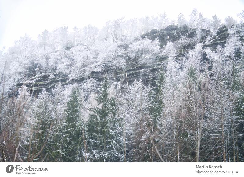 Zschirnstein with snow-covered trees and misty clouds at the summit during a hike rock winter forest hiking root saxony nature rocky sandstone walk view path