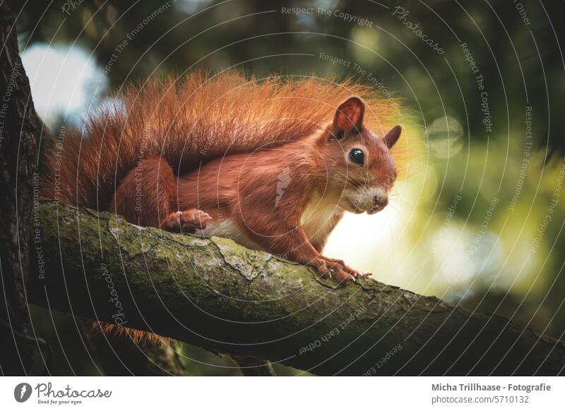 Squirrel on a branch in a tree sciurus vulgaris Animal face Head Eyes Nose Muzzle Ear Tails paws Claw Pelt Rodent Wild animal Near Cute Animal portrait Looking