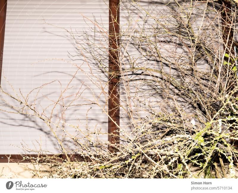 Closed window behind bare branches vacant Barricaded Apartments invisible forsake sb./sth. Vacancy Change Gloomy Building Old Uninhabited Facade shutters